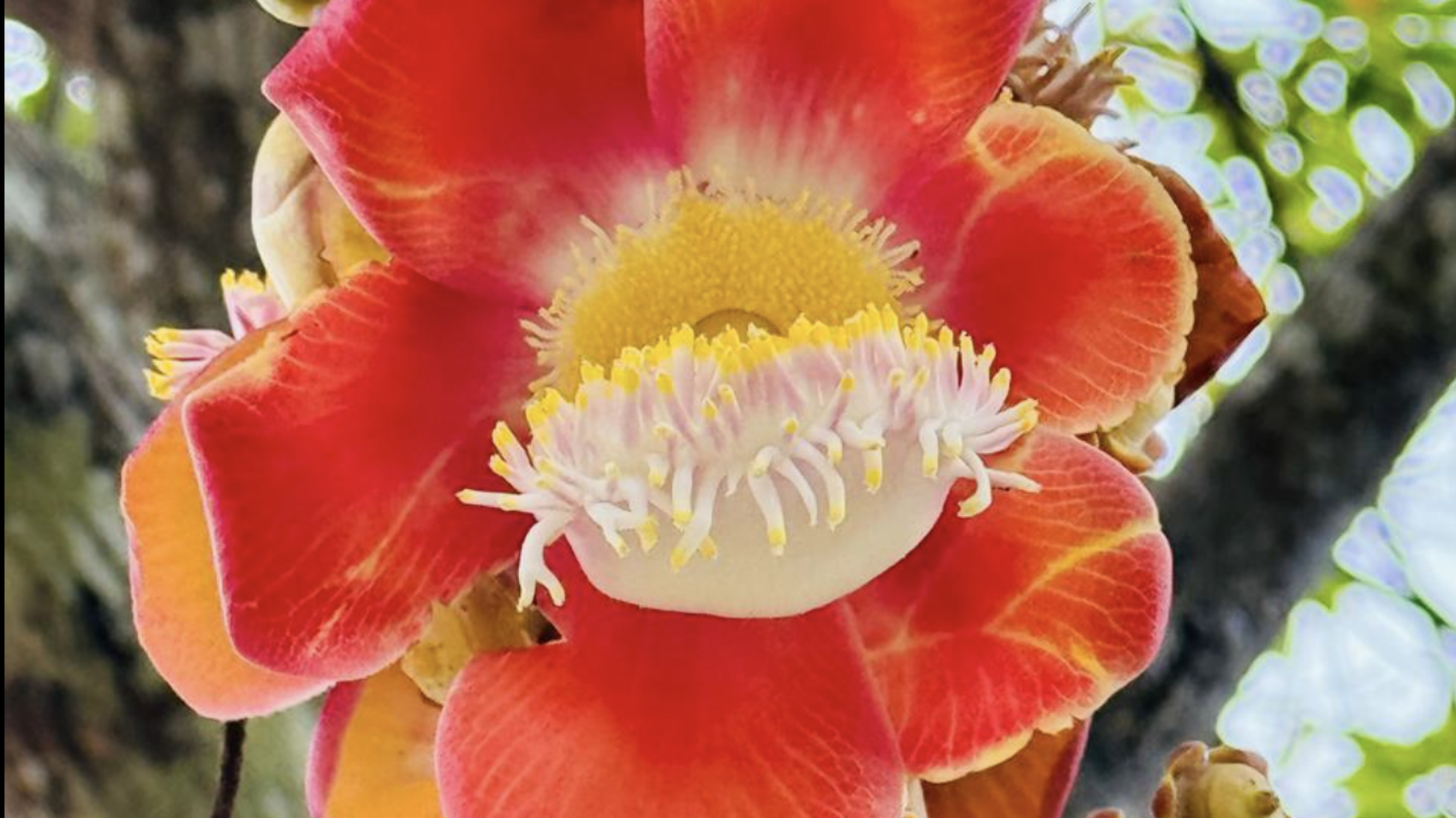 late blooming lesbian